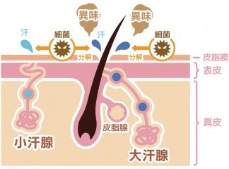 狐臭手术多少钱